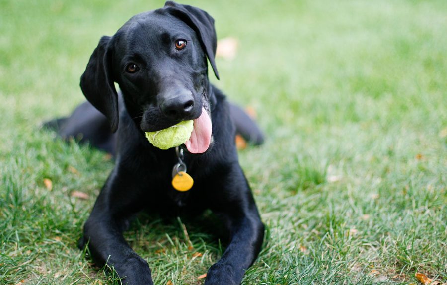 Dog with tennis ball in mouth