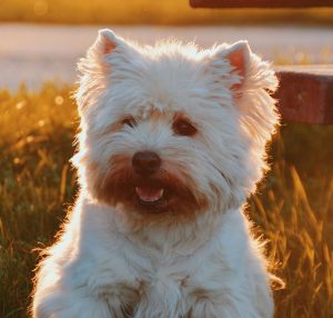 Small white dog smiling in sunny grass