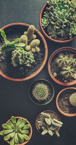 Cactuses and succulents in pots on table