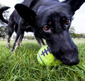 Closeup of a black dog biting a toy in a park