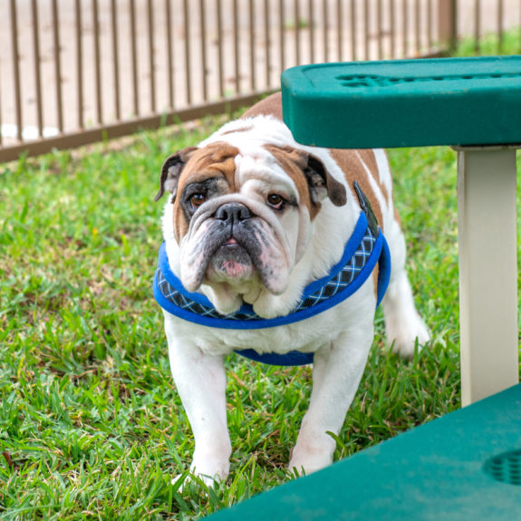 Bulldog in dog park