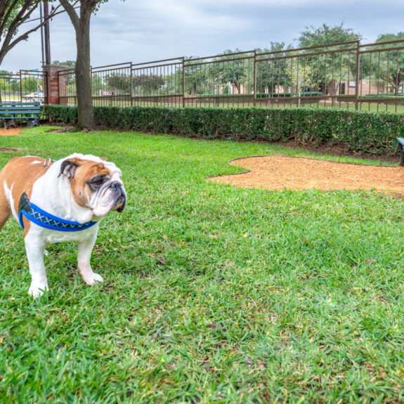 Bulldog in dog park
